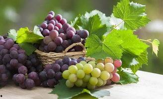 吃葡萄是什么瓜,探寻“吃葡萄是什么瓜”的趣味谜题