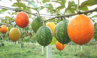 搞笑视频吃吊瓜,吊瓜吃法大揭秘，笑料十足！