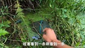 搞笑视频吃吊瓜,吊瓜吃法大揭秘，笑料十足！