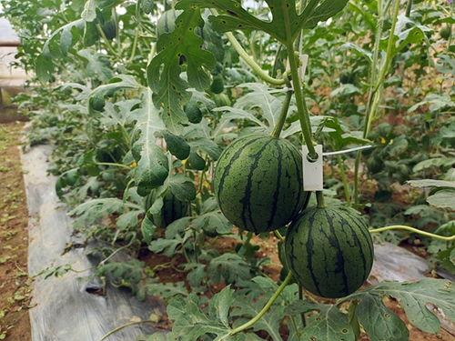 搞笑视频吃吊瓜,吊瓜吃法大揭秘，笑料十足！