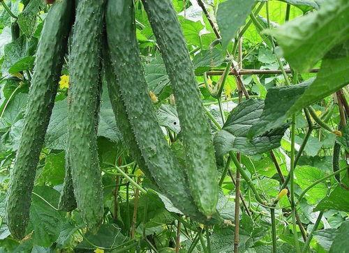 可以直接吃的瓜绿色,探索可直接食用的瓜类美味之旅