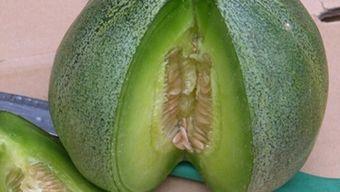 可以直接吃的瓜绿色,探索可直接食用的瓜类美味之旅