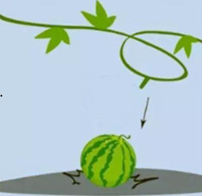 吃瓜成语图片,图解“吃瓜群众”背后的成语故事