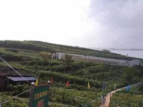 吃瓜最新事件临泉,揭秘背后真相与争议