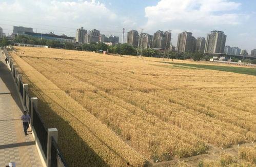 吃瓜最新事件临泉,揭秘背后真相与争议