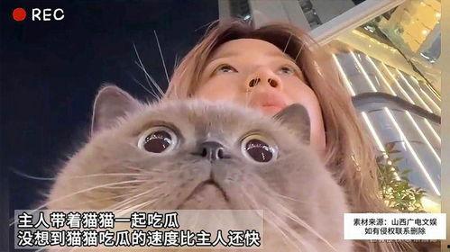 吃瓜和猫咪,揭秘宠物界的趣味瞬间