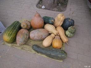 印象昌邑吃瓜,瓜香四溢，品味夏日风情