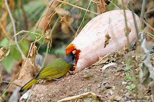 小鸟吃瓜的文案,小鸟的美食探险记