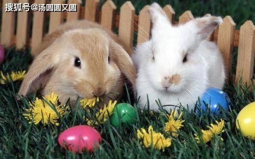 吃瓜小甜兔,揭秘娱乐圈那些不为人知的幕后故事