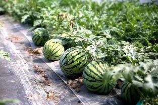 华亭女子吃瓜,揭秘背后真相与网络舆论风暴