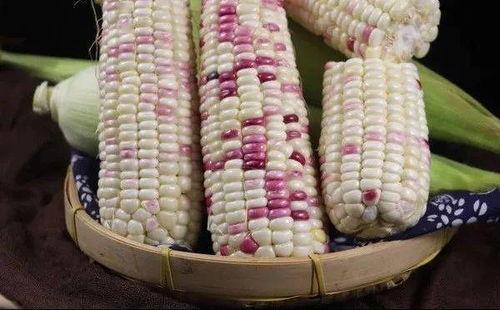 吃瓜后吃玉米能减肥吗,减肥新选择？揭秘玉米的神奇瘦身效果