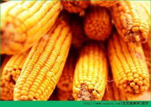 吃瓜后吃玉米能减肥吗,减肥新选择？揭秘玉米的神奇瘦身效果