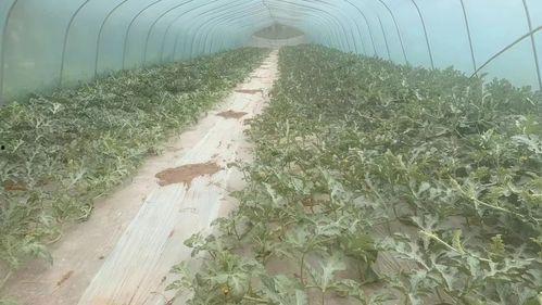 吃瓜黑棚,探寻神秘农业背后的秘密