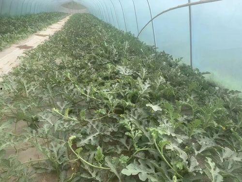 吃瓜黑棚,探寻神秘农业背后的秘密