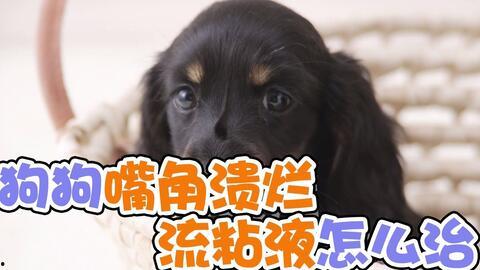 狗嘴吃蜜瓜,意外惊喜的甜蜜瞬间