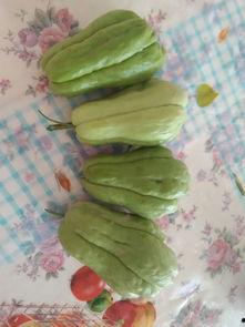 求吃瓜照片,揭秘那些令人捧腹的吃瓜瞬间