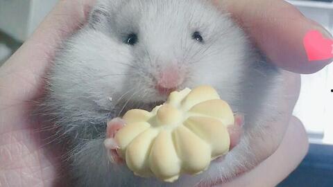 金丝熊吃蜜瓜吗,揭秘它们对蜜瓜的喜爱之谜