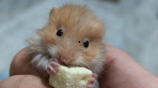 金丝熊吃蜜瓜吗,揭秘它们对蜜瓜的喜爱之谜