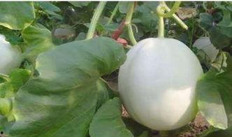 吃白兰瓜嘴巴烂,小心嘴巴烂成“甜蜜负担”