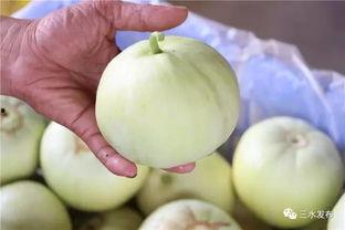 田心三水知乎吃瓜,揭秘网络红人的幕后故事