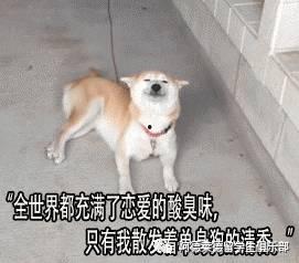 单身狗玩吃瓜视频,揭秘吃瓜视频背后的趣味人生