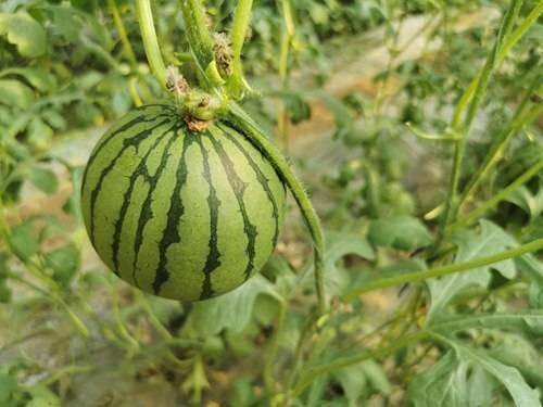 吃生红瓜,探寻生红瓜的独特风味与营养价值