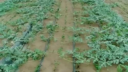 开封医院吃瓜,揭秘背后的真相与争议