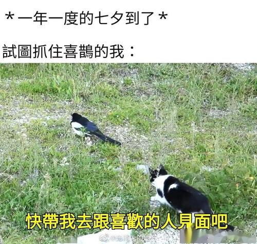 吃瓜忘了自己没钱,钱包空空忙