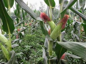 蒲公英和小瓜吃,蒲公英与小瓜的奇妙冒险之旅