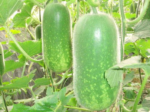 029 吃瓜,从“029吃瓜”事件看网络舆论的力量