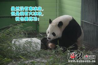 带你吃瓜动物熊猫,带你领略“吃瓜动物”的独特魅力