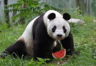 带你吃瓜动物熊猫,带你领略“吃瓜动物”的独特魅力