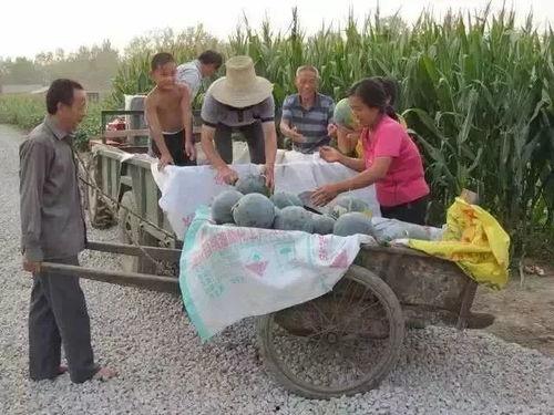 蒲城瓜吃死人,揭秘瓜果中毒背后的真相