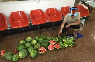 叔叔们吃瓜,瓜田里的那些事儿