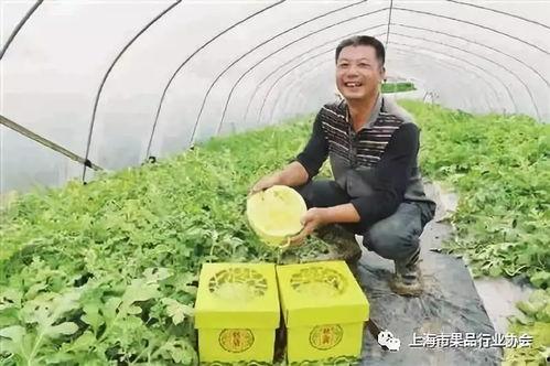 浦东吃瓜好时节,吃瓜好时节，尽享清凉美食之旅