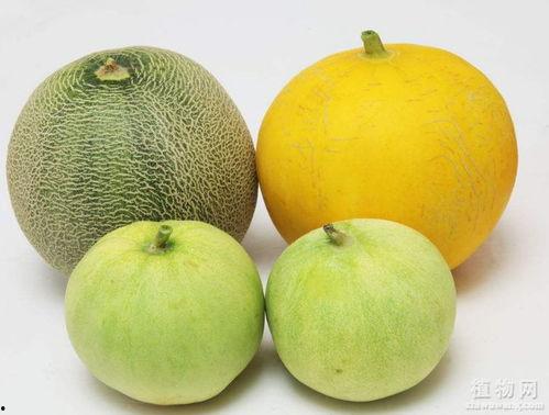 吃蜜瓜感觉剌嗓子,蜜瓜诱惑下的刺嗓子体验揭秘