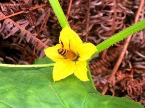 吃瓜小黄花,揭秘吃瓜小黄花的瓜界传奇