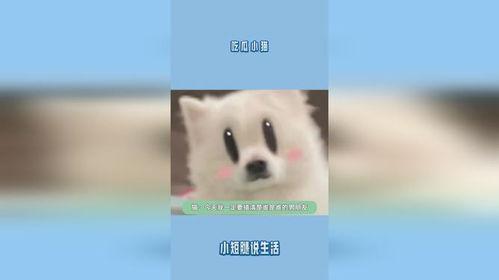 演绎吃瓜的小猫,演绎生活百态