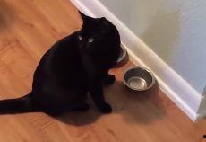 演绎吃瓜的小猫,演绎生活百态