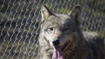 小孩吃狼瓜盐,小孩食用引发的健康警示