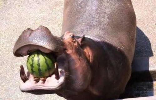 河马吃瓜水果图片,生态和谐画面引人入胜