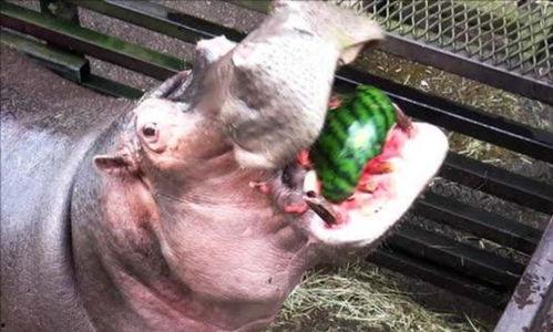 河马吃瓜水果图片,生态和谐画面引人入胜