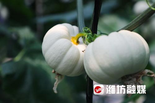 吃瓜事件潍坊,揭秘背后真相与网络舆论风暴