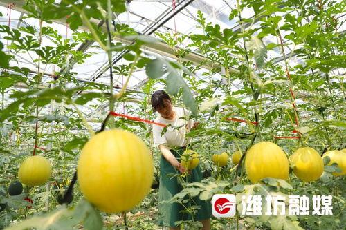 吃瓜事件潍坊,揭秘背后真相与网络舆论风暴