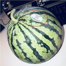 网红打架吃瓜,一场打架风波背后的吃瓜盛宴