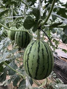 网红打架吃瓜,一场打架风波背后的吃瓜盛宴