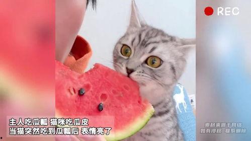 主人吃瓜猫咪吃瓜皮,主人吃瓜，猫咪吃瓜皮，共享夏日清凉时光