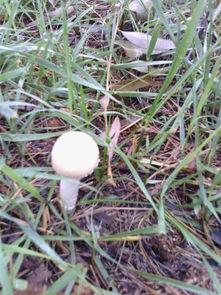 柳树下吃瓜,夏日悠闲时光