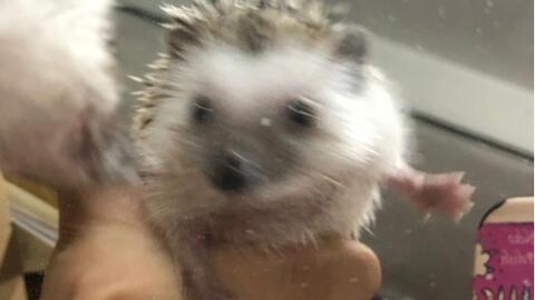 刺猬吃瓜故事,一场意外引发的欢乐盛宴