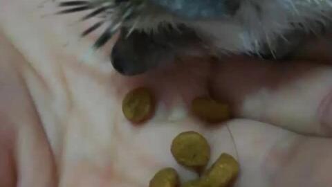 刺猬吃瓜故事,一场意外引发的欢乐盛宴